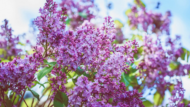 Обои картинки фото цветы, сирень, весна, куст