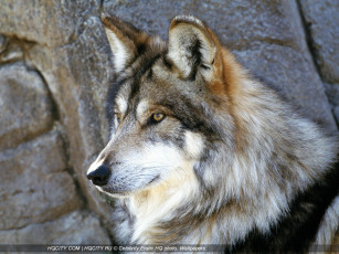 Картинка животные волки