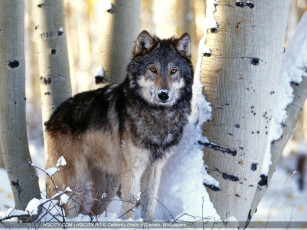 Картинка животные волки