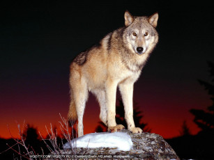 Картинка животные волки