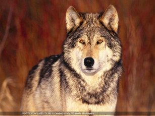 Картинка животные волки