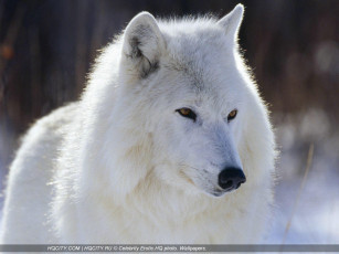 Картинка животные волки