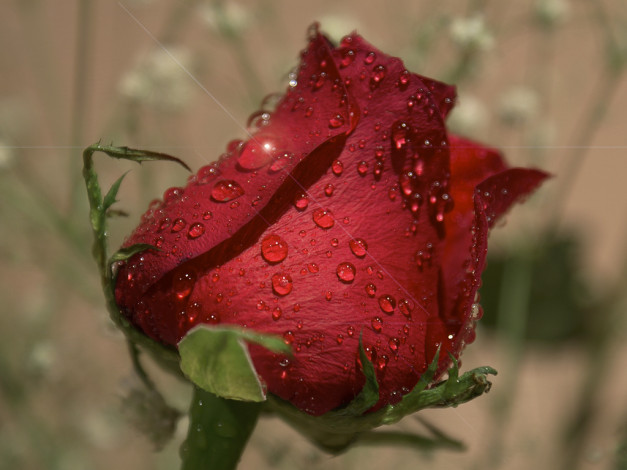 Обои картинки фото цветы, розы