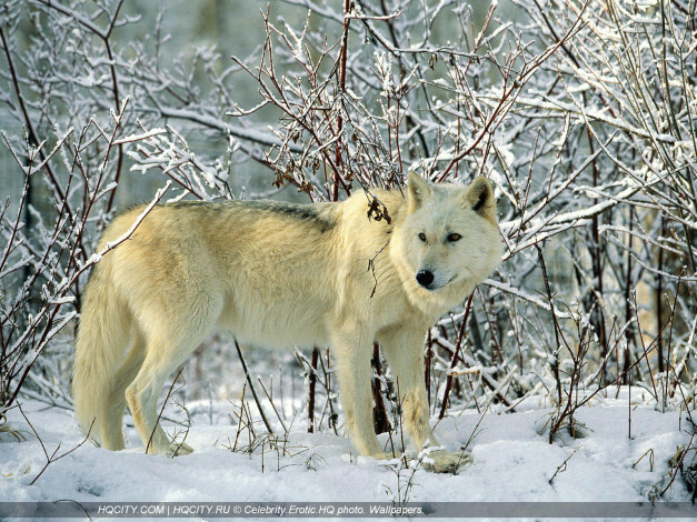 Обои картинки фото животные, волки