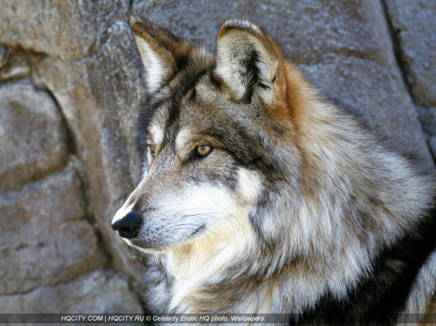 Обои картинки фото животные, волки
