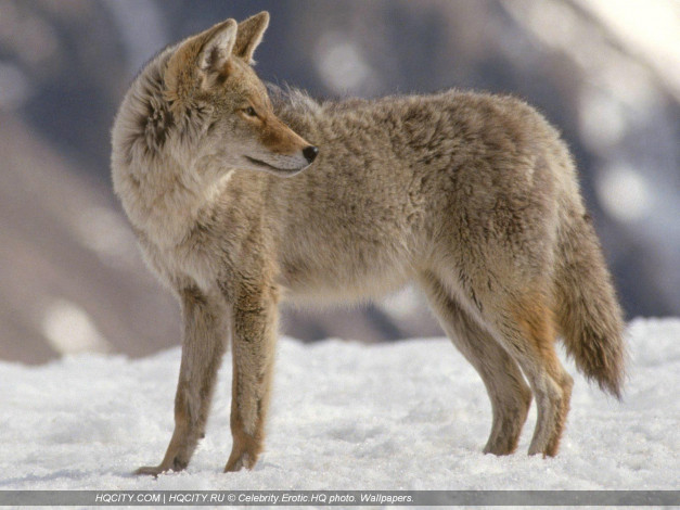 Обои картинки фото животные, волки