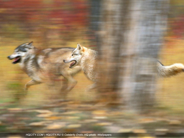 Обои картинки фото животные, волки
