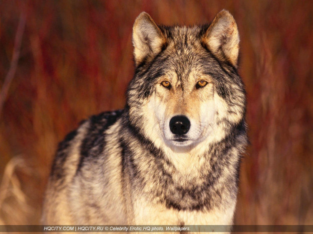 Обои картинки фото животные, волки