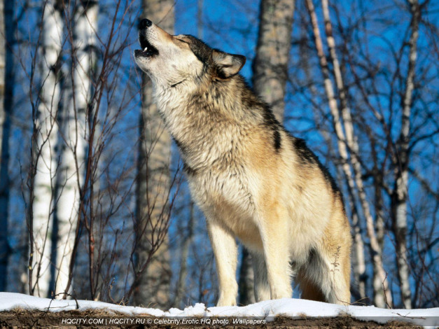 Обои картинки фото животные, волки
