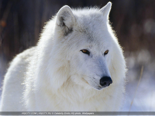 Обои картинки фото животные, волки