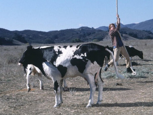 Картинка крысинная гонка кино фильмы rat race