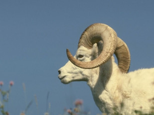 Картинка животные овцы бараны