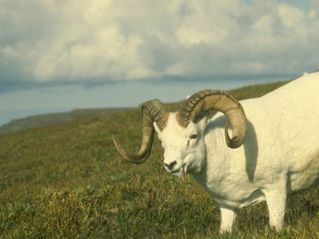 Обои картинки фото животные, овцы, бараны