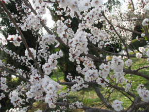 Картинка цветы цветущие деревья кустарники