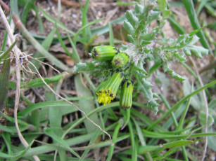 Картинка цветы луговые полевые