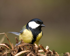 Картинка животные синицы лазоревки