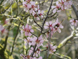 Картинка цветы цветущие деревья кустарники