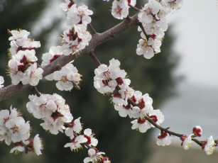 Картинка цветы цветущие деревья кустарники