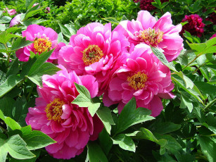Картинка цветы пионы