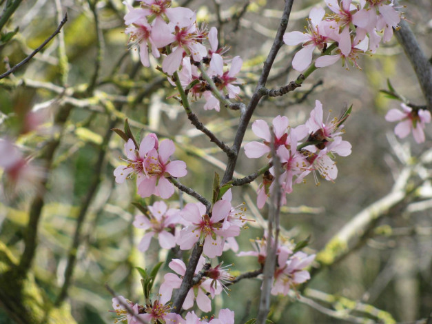 Обои картинки фото цветы, цветущие, деревья, кустарники