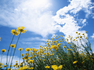 Картинка цветы луговые полевые