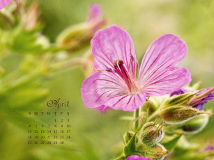 Картинка календари цветы