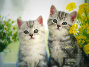 обоя календари, животные