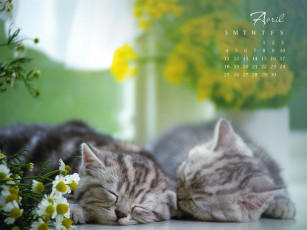 Картинка календари животные