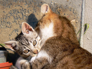 Картинка животные коты