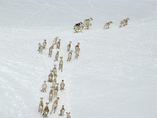 Картинка животные олени