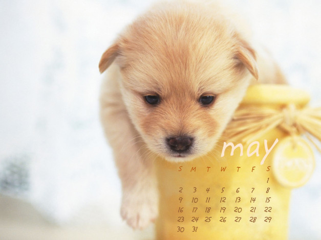 Обои картинки фото календари, животные