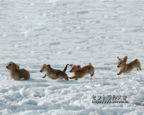 Картинка животные собаки