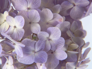 Картинка цветы гортензия