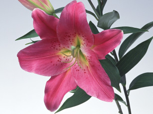 Картинка цветы лилии лилейники