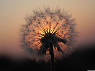 Картинка цветы одуванчики