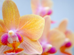 Картинка цветы орхидеи