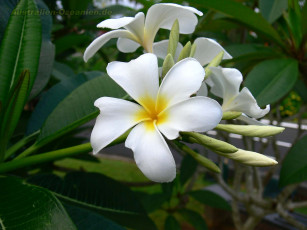 Картинка цветы плюмерия