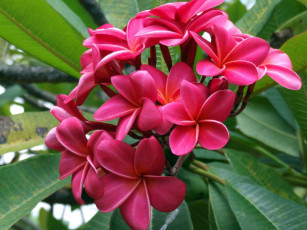 Картинка цветы плюмерия
