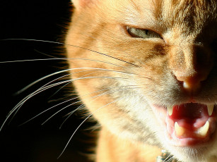 Картинка животные коты