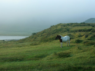 Картинка животные лошади