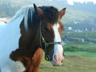 Картинка животные лошади