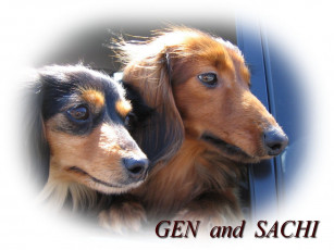 Картинка животные собаки