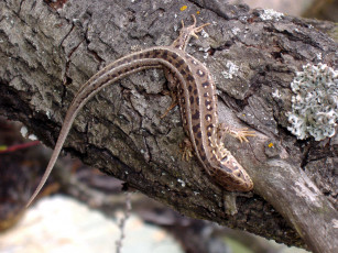 Картинка животные Ящерицы игуаны вараны