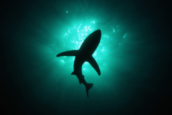 Картинка животные акулы