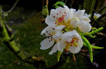 Картинка цветы цветущие деревья кустарники