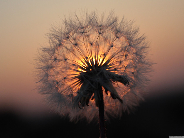 Обои картинки фото цветы, одуванчики