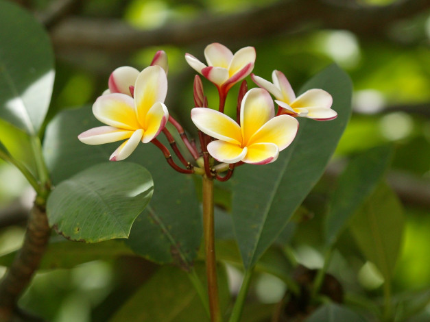 Обои картинки фото цветы, плюмерия