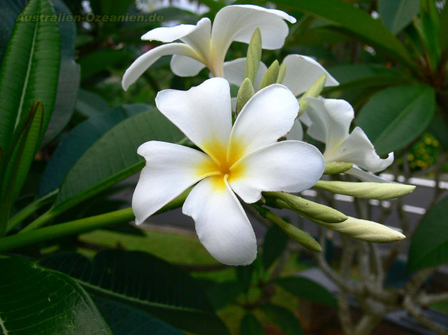 Обои картинки фото цветы, плюмерия