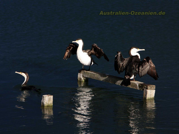 Обои картинки фото животные, альбатросы