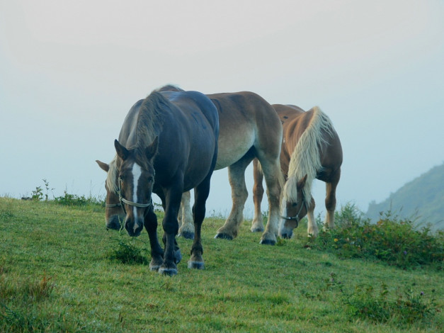 Обои картинки фото животные, лошади